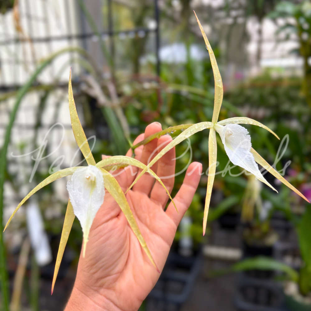 Brassavola SVO Crazyarachno (Brassavola perrinii × Brassavola